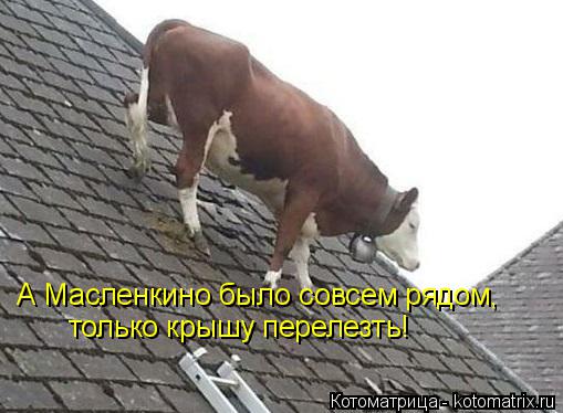 Котоматрица: А Масленкино было совсем рядом, только крышу перелезть!
