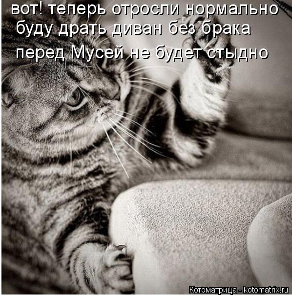 Котоматрица: вот! теперь отросли нормально буду драть диван без брака перед Мусей не будет стыдно