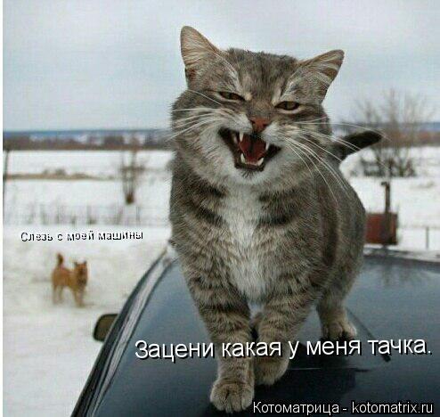 Котоматрица: Зацени какая у меня тачка. Слезь с моей машины