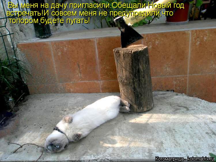 Котоматрица: Вы меня на дачу пригласили.Обещали Новый год встречать!И совсем меня не предупредили,что топором будете пугать!