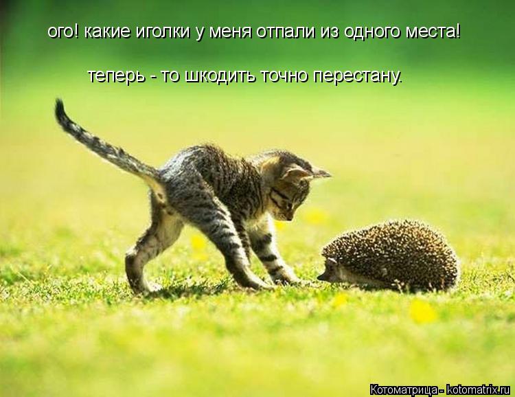 Котоматрица: ого! какие иголки у меня отпали из одного места! теперь - то шкодить точно перестану.
