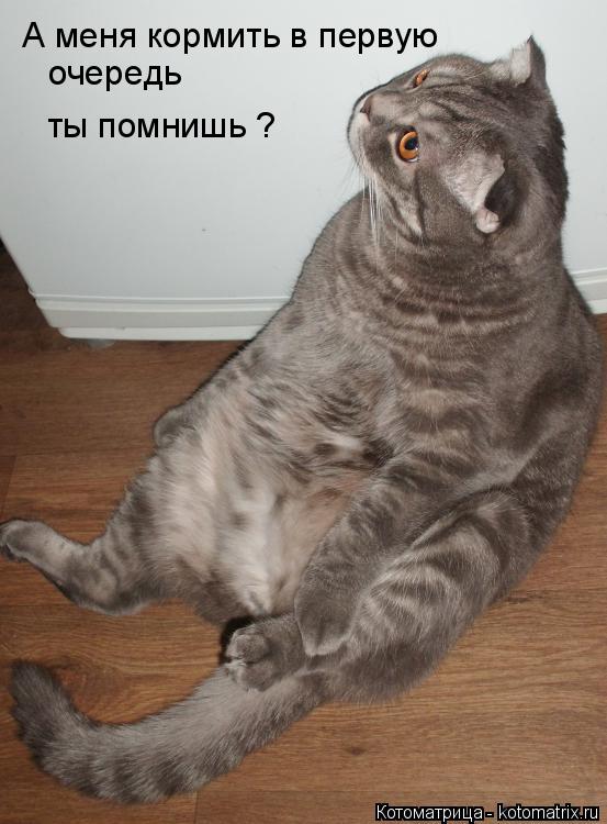 Котоматрица: А меня кормить в первую очередь ты помнишь ?