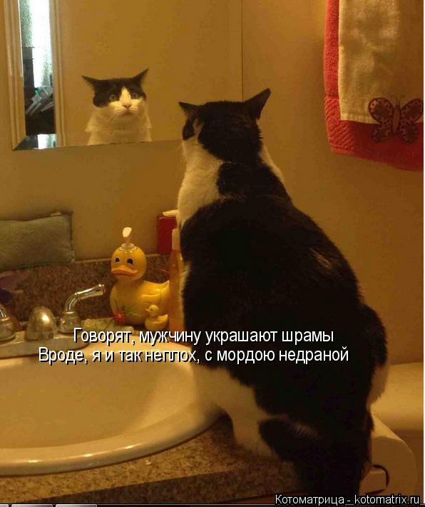Котоматрица: Говорят, мужчину украшают шрамы Вроде, я и так неплох, с мордою недраной