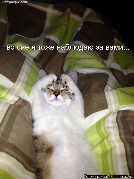 Котоматрица: во сне я тоже наблюдаю за вами...