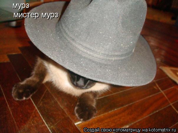 Котоматрица: мурз мистер мурз
