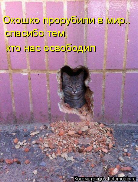 Котоматрица: Окошко прорубили в мир.. спасибо тем, кто нас освободил
