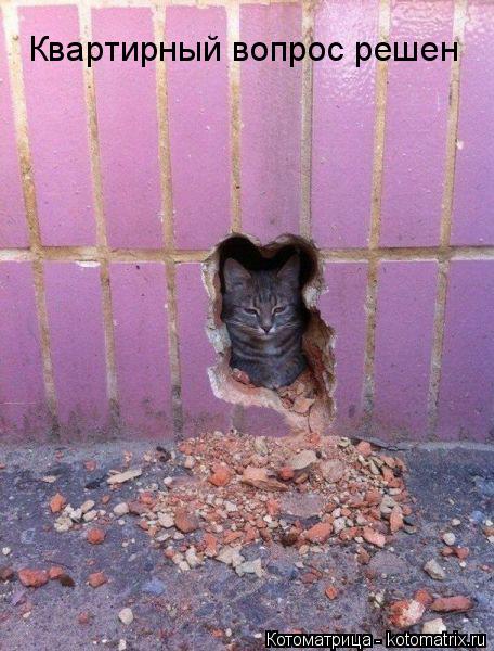 Котоматрица: Квартирный вопрос решен