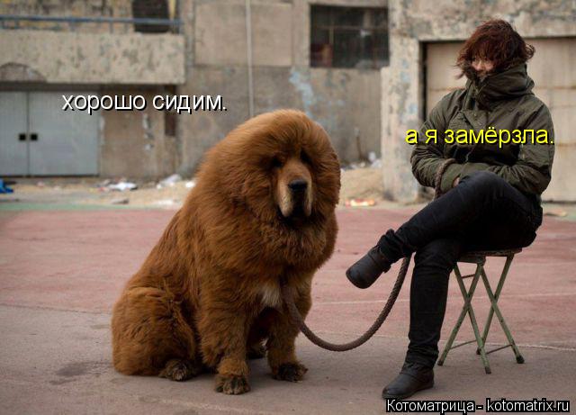 Котоматрица: хорошо сидим. а я замёрзла.