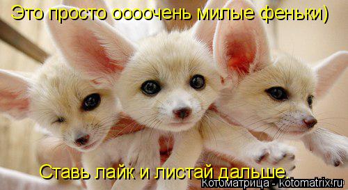 Котоматрица: Это просто оооочень милые феньки) Ставь лайк и листай дальше.