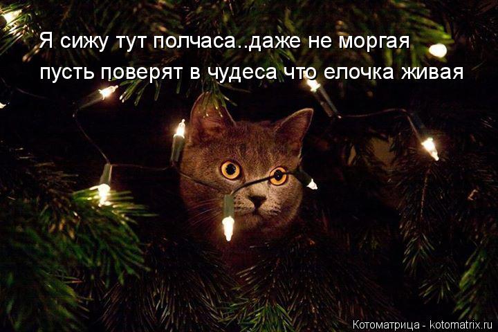Котоматрица: Я сижу тут полчаса..даже не моргая пусть поверят в чудеса что елочка живая