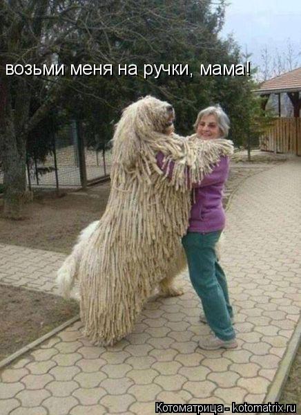Котоматрица: возьми меня на ручки, мама!