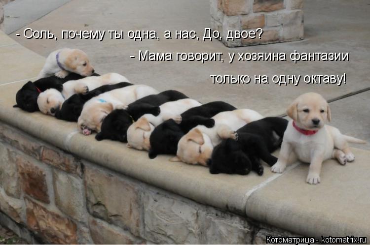 Котоматрица: - Соль, почему ты одна, а нас, До, двое? - Мама говорит, у хозяина фантазии только на одну октаву!