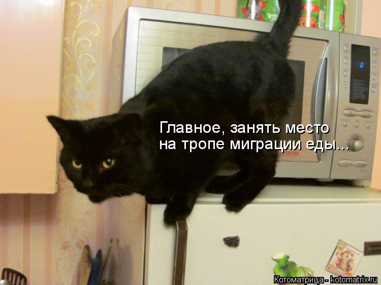 Котоматрица: Главное, занять место  на тропе миграции еды...