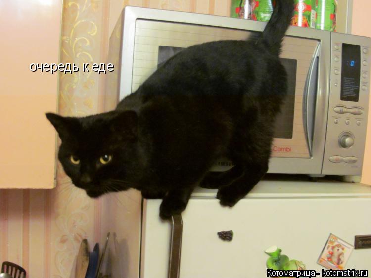 Котоматрица: очередь к еде