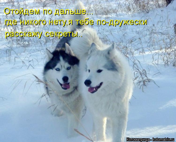 Котоматрица: Отойдем по дальше... где никого нету,я тебе по-дружески расскажу секреты..