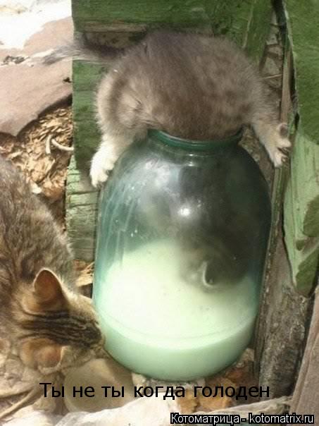 Котоматрица: Ты не ты когда голоден