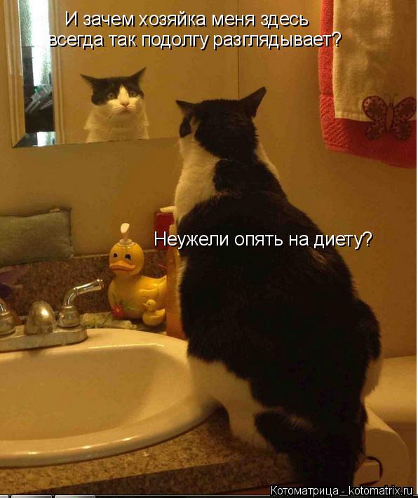 Котоматрица: И зачем хозяйка меня здесь  всегда так подолгу разглядывает? Неужели опять на диету?