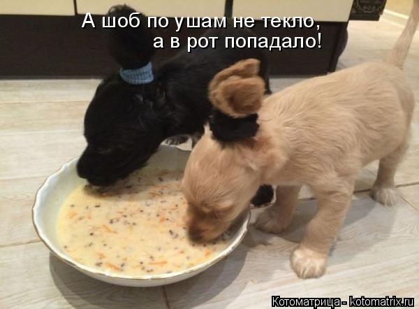 Котоматрица: А шоб по ушам не текло,  а в рот попадало!