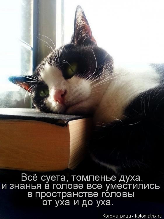 Котоматрица: Всё суета, томленье духа, и знанья в голове все уместились в пространстве головы от уха и до уха.