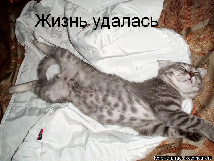 Котоматрица: Жизнь удалась