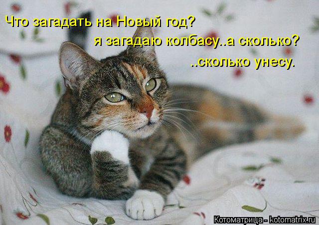 Котоматрица: Что загадать на Новый год? я загадаю колбасу..а сколько? ..сколько унесу.