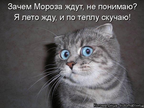 Котоматрица: Зачем Мороза ждут, не понимаю? Я лето жду, и по теплу скучаю!