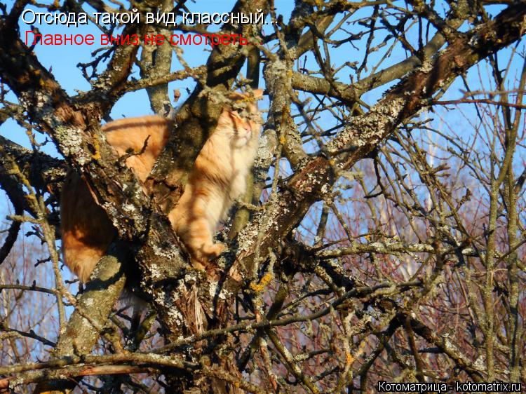 Котоматрица: Отсюда такой вид классный... Главное вниз не смотреть...