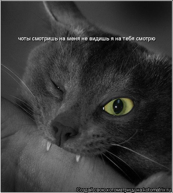 Котоматрица: чоты смотришь на меня не видишь я на тебя смотрю
