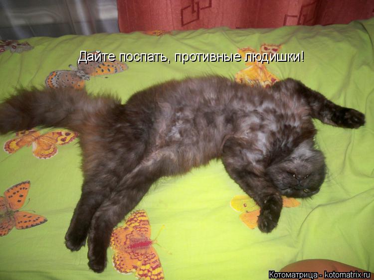 Котоматрица: Дайте поспать, противные людишки!