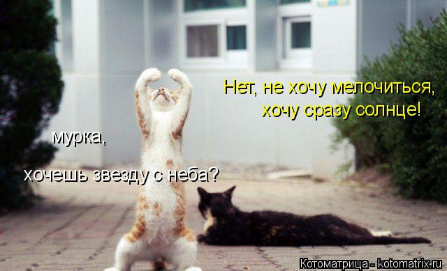 Котоматрица: мурка, хочешь звезду с неба? Нет, не хочу мелочиться, хочу сразу солнце!