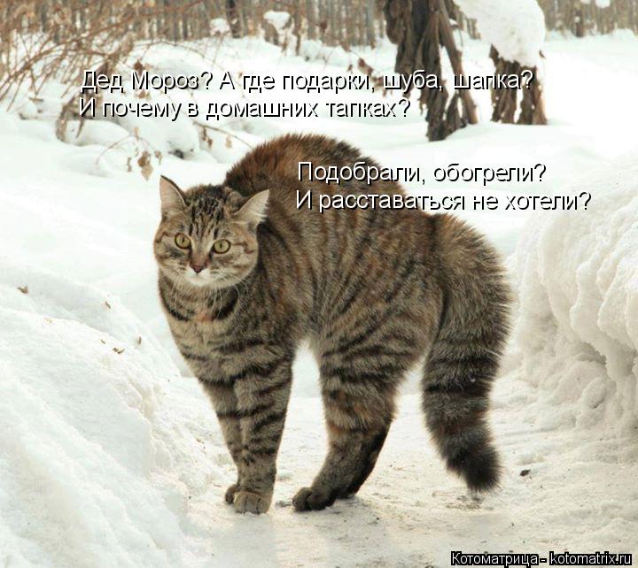 Котоматрица: Дед Мороз? А где подарки, шуба, шапка? Подобрали, обогрели? И расставаться не хотели? И почему в домашних тапках?
