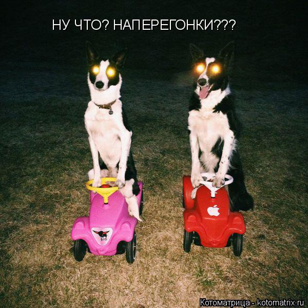 Котоматрица: НУ ЧТО? НАПЕРЕГОНКИ???