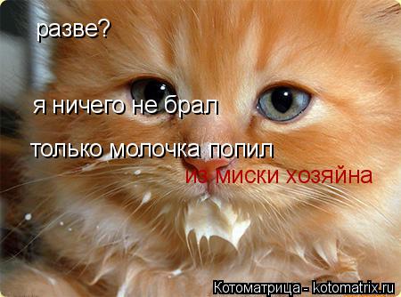 Котоматрица: разве? я ничего не брал только молочка попил из миски хозяйна