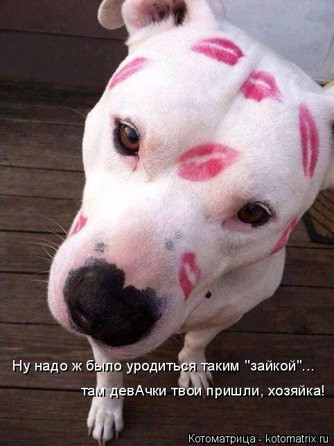 Котоматрица: Ну надо ж было уродиться таким "зайкой"...  там девАчки твои пришли, хозяйка!