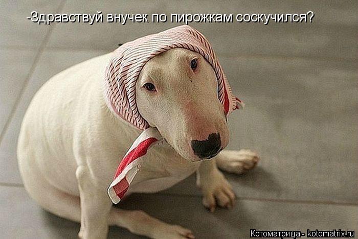 Котоматрица: -Здравствуй внучек по пирожкам соскучился?
