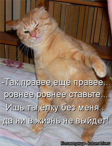 Котоматрица: -Так,правее,ещё правее... ровнее,ровнее ставьте... Ишь ты,ёлку без меня... да ни в жизнь не выйдет!