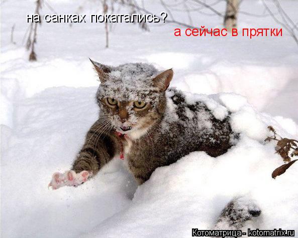 Котоматрица: на санках покатались? а сейчас в прятки