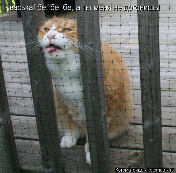 Котоматрица: васька! бе, бе, бе, а ты меня не догонишь!