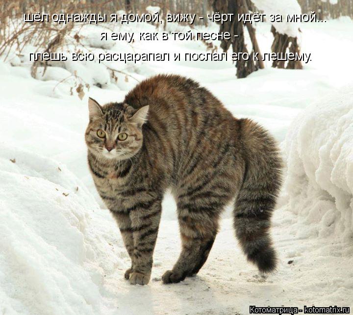 Котоматрица: шёл однажды я домой, вижу - чёрт идёт за мной... я ему, как в той песне -  плешь всю расцарапал и послал его к лешему.