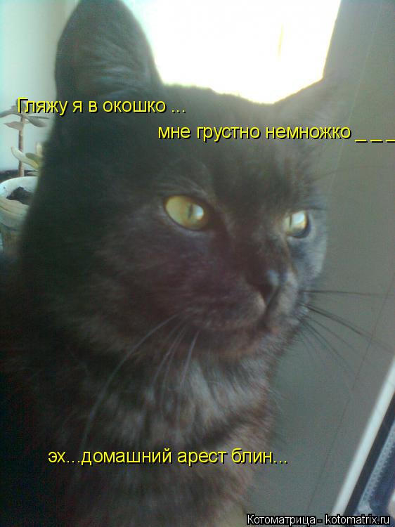 Котоматрица: Гляжу я в окошко ... мне грустно немножко _ _ _ эх...домашний арест блин...