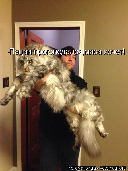 Котоматрица: -Пацан проголодался,мяса хочет!