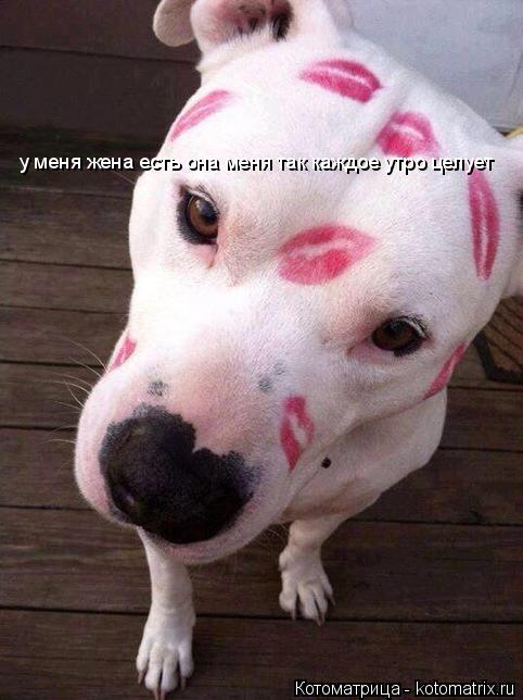 Котоматрица: у меня жена есть она меня так каждое утро целует