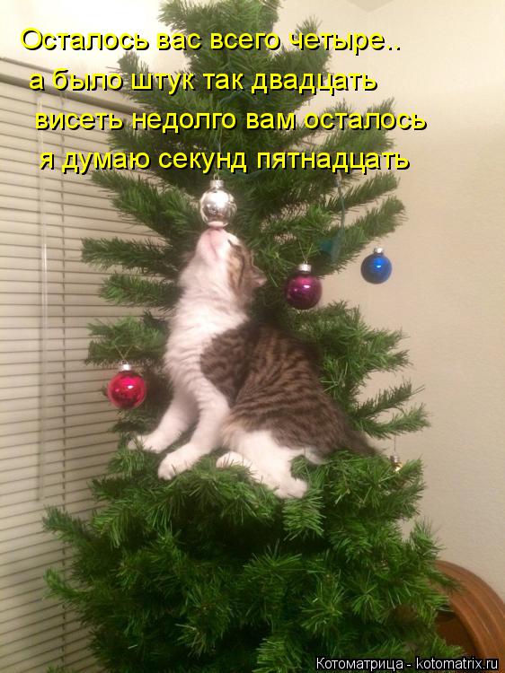 Котоматрица: Осталось вас всего четыре.. а было штук так двадцать висеть недолго вам осталось я думаю секунд пятнадцать