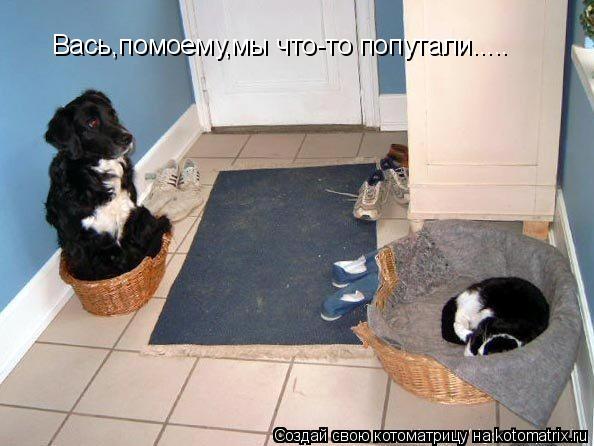 Котоматрица: Вась,помоему,мы что-то попутали.....