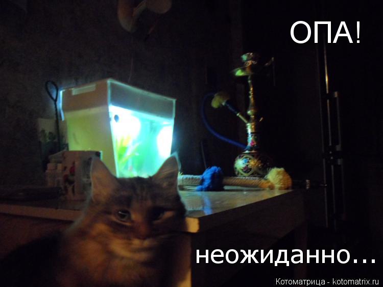 Котоматрица: ОПА! неожиданно...