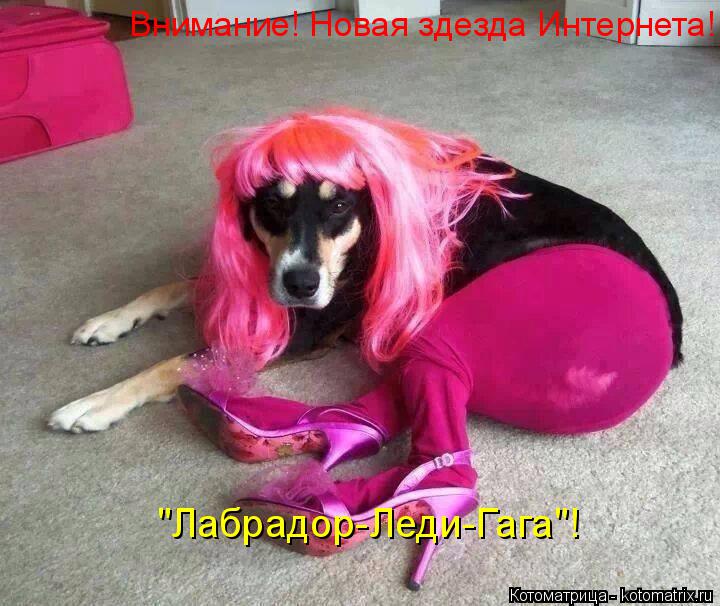 Котоматрица: Внимание! Новая здезда Интернета! "Лабрадор-Леди-Гага"!