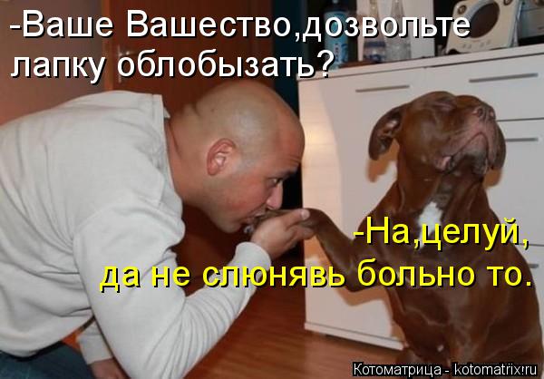 Котоматрица: -Ваше Вашество,дозвольте лапку облобызать? -На,целуй, да не слюнявь больно то.