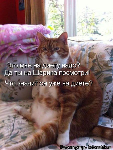 Котоматрица: Это мне на диету надо? Да ты на Шарика посмотри! Что значит:он уже на диете?