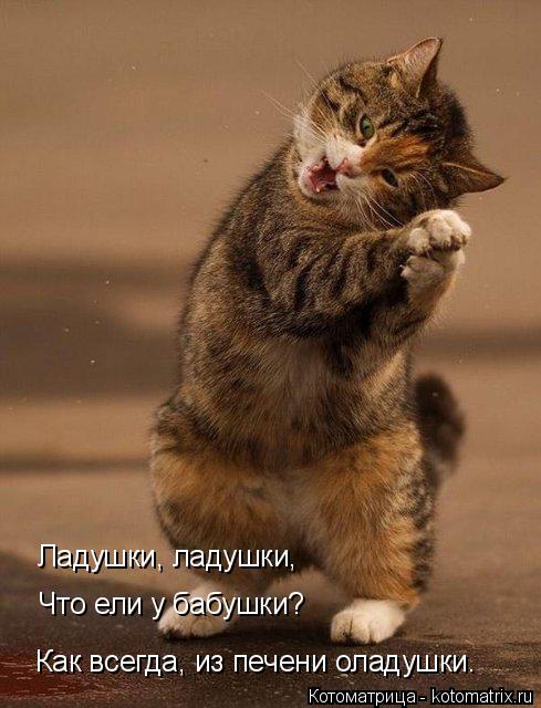 Котоматрица: Ладушки, ладушки,  Что ели у бабушки? Как всегда, из печени оладушки.