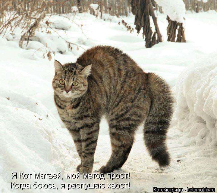Котоматрица: Когда боюсь, я распушаю хвост! Я Кот Матвей, мой метод прост!